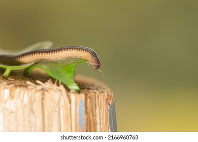 Long Earthworm On A Leaf Close Up . Macro Photography.
