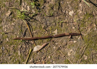 A Long Earthworm That Looks Like It Had Injuries Crawling Along A Wet Ground Across A Footpath In The Woodlands On A Bright Sunny Day