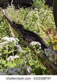 Long Eastern Black Rat Snake Climbing In The Sun