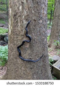 Long Eastern Black Rat Snake Climbing In The Sun