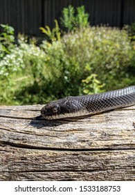 Long Eastern Black Rat Snake Climbing In The Sun