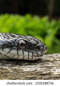 Long Eastern Black Rat Snake Climbing In The Sun