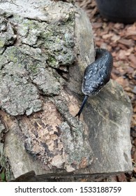 Long Eastern Black Rat Snake Climbing In The Sun