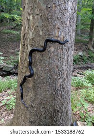 Long Eastern Black Rat Snake Climbing In The Sun