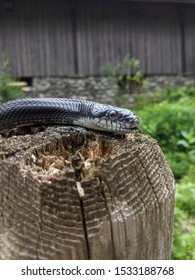 Long Eastern Black Rat Snake Climbing In The Sun