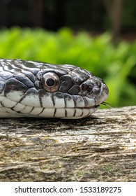 Long Eastern Black Rat Snake Climbing In The Sun