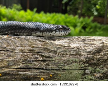 Long Eastern Black Rat Snake Climbing In The Sun