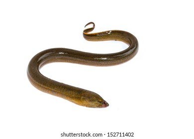 Long Eel Isolated On A White Background