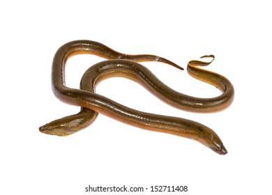 Long Eel Isolated On A White Background