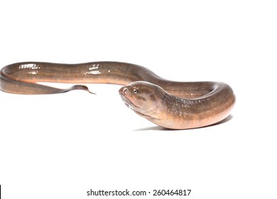 Long Eel Isolated On A White Background