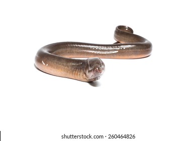 Long Eel Isolated On A White Background