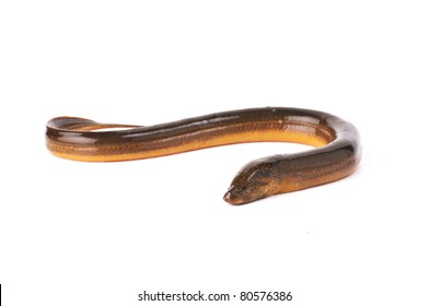 Long Eel Isolated On A White Background