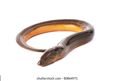 Long Eel Isolated On A White Background