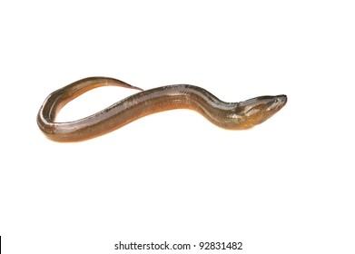 Long Eel Isolated On A White Background