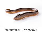 Long eel on a white background