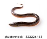 Long eel on a white background