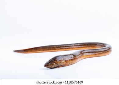 Long eel on a white background