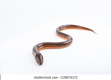 Long eel on a white background