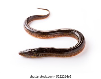 Long eel on a white background