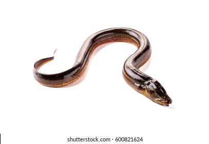 Long eel on a white background