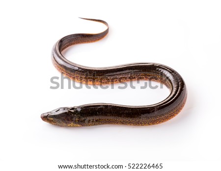 Long eel on a white background
