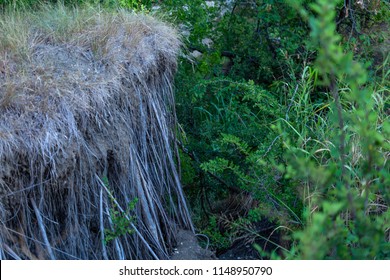 Long Exposed Tree Roots Near A Cliff In Arbor Hills Nature Preserve.