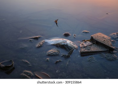 Long Exposure Of Dead Fish On Lake In Asia