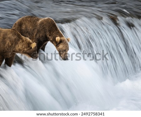 Long exposure image of two brown bears salmon fishing at Brooks Falls. Katmai National Park. Alaska.