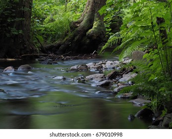 Long exposure magic forest stream with stones, trees and fern