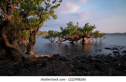 Long exposure of mangrove trees at sunset. Photo taken on Nosy be, Madagascar. - Powered by Shutterstock