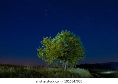 Long exposure photo of a small bird-cherry trees in a summer night landscape against cloudless sky, filled with star tracks 