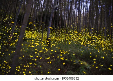 Long Exposure Photos of Fireflies Lighting Up the Forest Night。fireflies in the Forest , country side，in Taiwan 