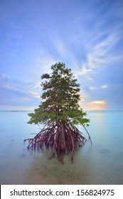 Long exposure seascape of mangrove tree.