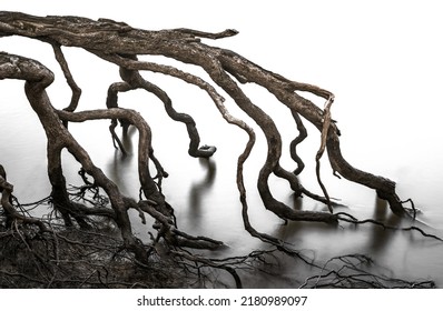 A long exposure shot of gnarly roots