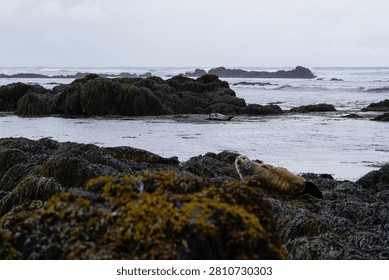 Long exposure of silky ocean waves washing over a rugged rocky coastline with distant misty headlands