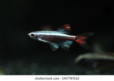 Long Fin White Cloud Mountain Minnow Fish (Tanichthys Alonubes)