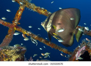 60 Pinnatus Batfish Images, Stock Photos & Vectors | Shutterstock