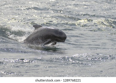 Long Finned Pilot Whale Breaching. Cape Breton Island, Nova Scotia, Canada.