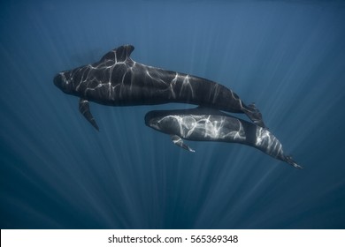 Long Finned Pilot Whale Mother And Calf (globicephala Melas), Straits Of Gibraltar.