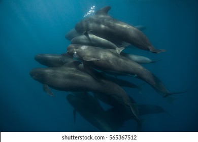 Long Finned Pilot Whale Pod (globicephala Melas), Straits Of Gibraltar, Tangiers