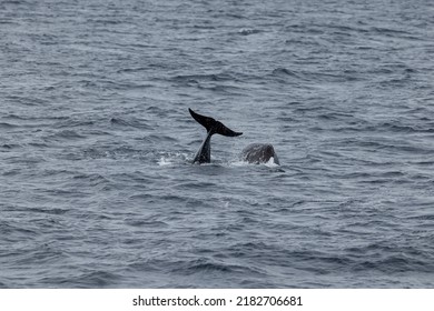 Long Finned Pilot Whale Tail And Head In The Sea.