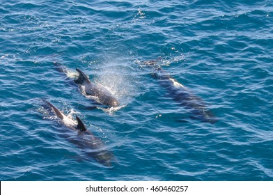 Long Finned Pilot Whales