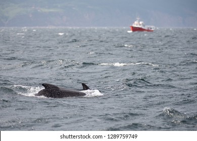 Long Finned Pilot Whales And Fishing Boat Off Cape Breton Island, Nova Scotia.