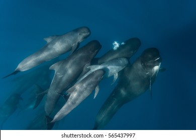 Long Finned Pilot Whales Pod (Globicephala Melas), Straits Of Gibraltar, Tangiers