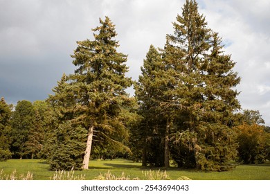 a long fir tree against the background of a forest and a stormy sky on a bright summer day. A tall tree. Spruce in the forest - Powered by Shutterstock