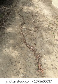 Long Fissure Along A Community Trail In Fullerton, CA.