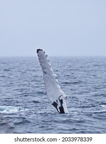 Long flipper of a humpback whale in the Atlantic Ocean