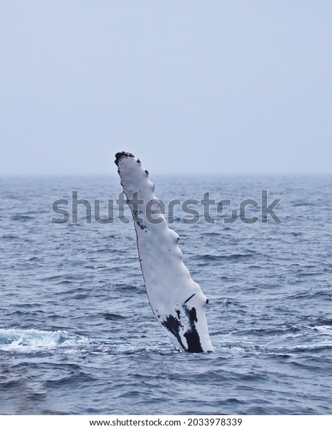 Long Flipper Humpback Whale Atlantic Ocean Stock Photo 2033978339 ...