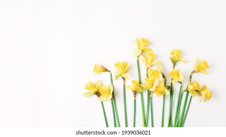long floral banner. beautiful bouquet of fresh daffodils of yellow color on a white background. simple holiday spring greeting card, invitation card. space for text, minimalistic composition.