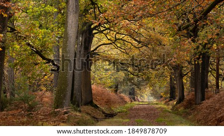 Long forest path under large and old oak trees. An autumn morning in a French forest. Lights and colors of November in France. Colorful branches and leaves. Wide trunks